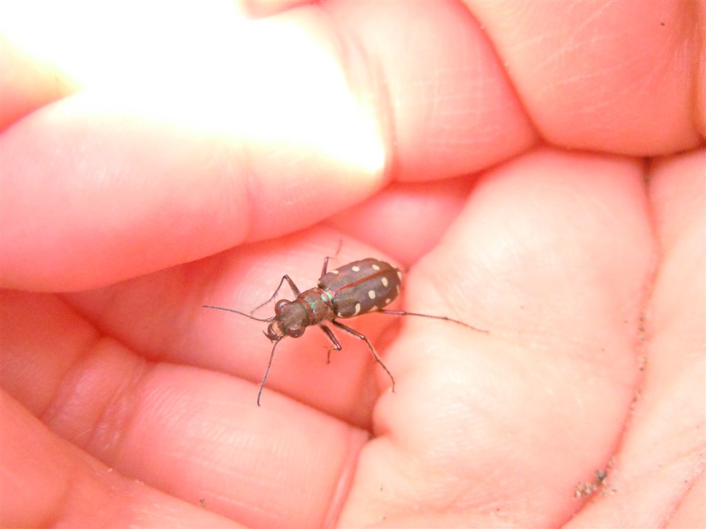 Calomera littoralis nemoralis